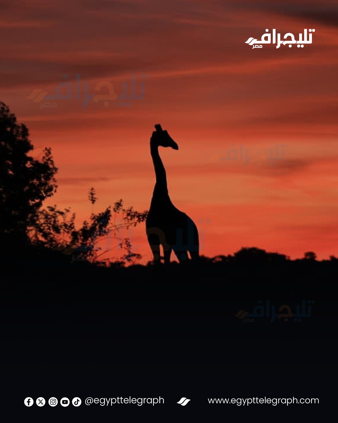 WhatsApp Image 2026-04-21 at 12.46.51 PM (9)